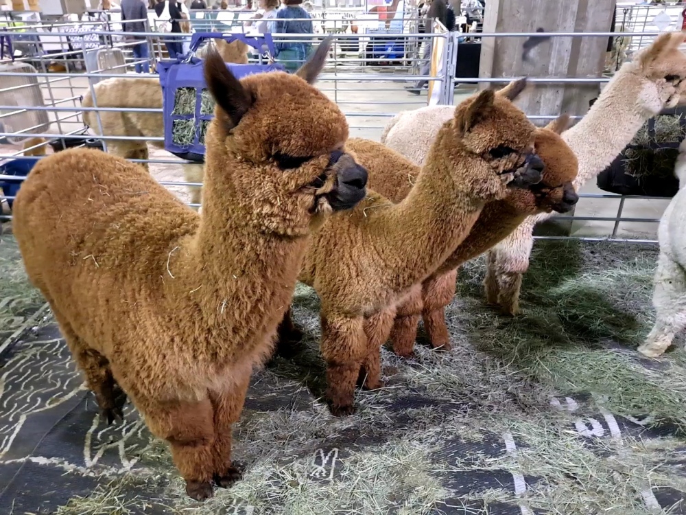 Four brown alpacas at MOPACA